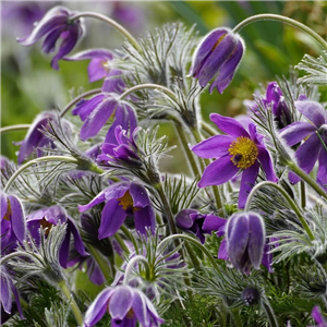 Pulsatilla Vulgaris 'Pinwheel Purple Violet'